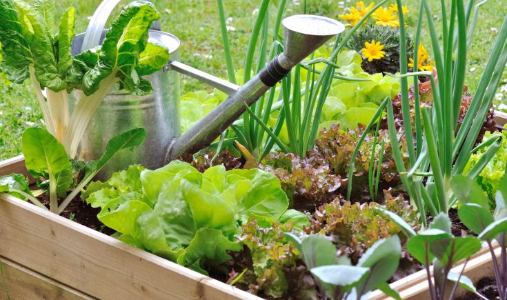 Potager